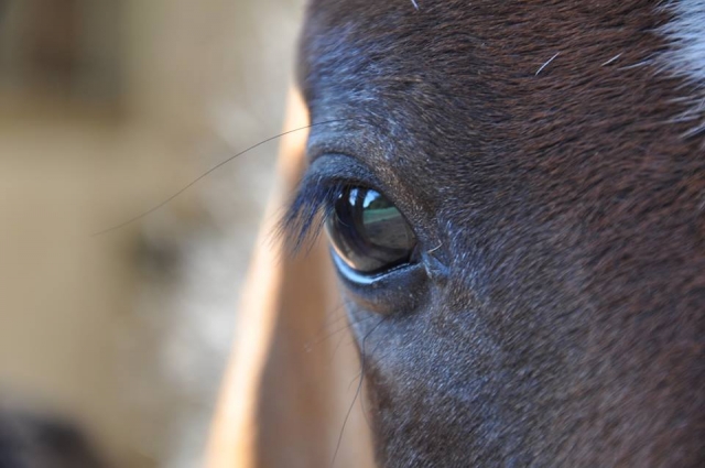  Séjours en Toscane avec équitation